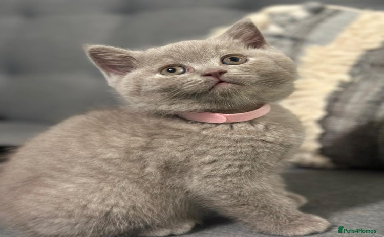 British Shorthair cats STUNNING BSH LILAC KITTENS 3 MALES/1 FEMALE  - Advert 14
