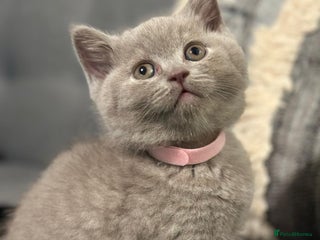 British Shorthair cats STUNNING BSH LILAC KITTENS 3 MALES/1 FEMALE - Advert 5