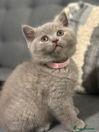 British Shorthair cats STUNNING BSH LILAC KITTENS 3 MALES/1 FEMALE - Advert 14