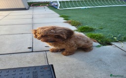 Cavapoo dogs for sale: F1 cavapoo girl - Image 2