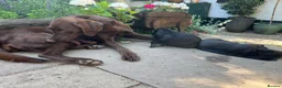 Labrador Retriever dogs for sale: Labrador puppies for sale  - Advert 5