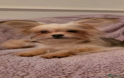 Mixed Breed dogs for sale: TINY IMPERIAL SHITZU X POMERANIAN  - Image 12