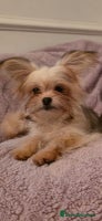 Mixed Breed dogs - Advert 12