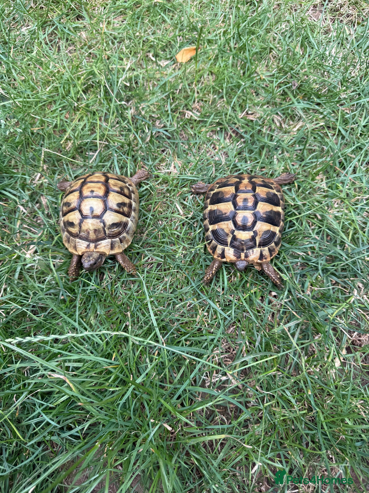 Hermann Tortoise reptiles 3 year old Hermann’s Tortoises - Advert 1