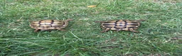 Hermann Tortoise reptiles for sale: 3 year old Hermann’s Tortoises in Birmingham - Advert 1