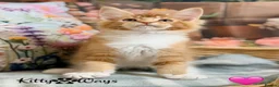 Maine Coon cats for sale: 🐾🦁 *TICA REG* GINGER MAINE COON KITTENS🦁🐾 - Advert 20