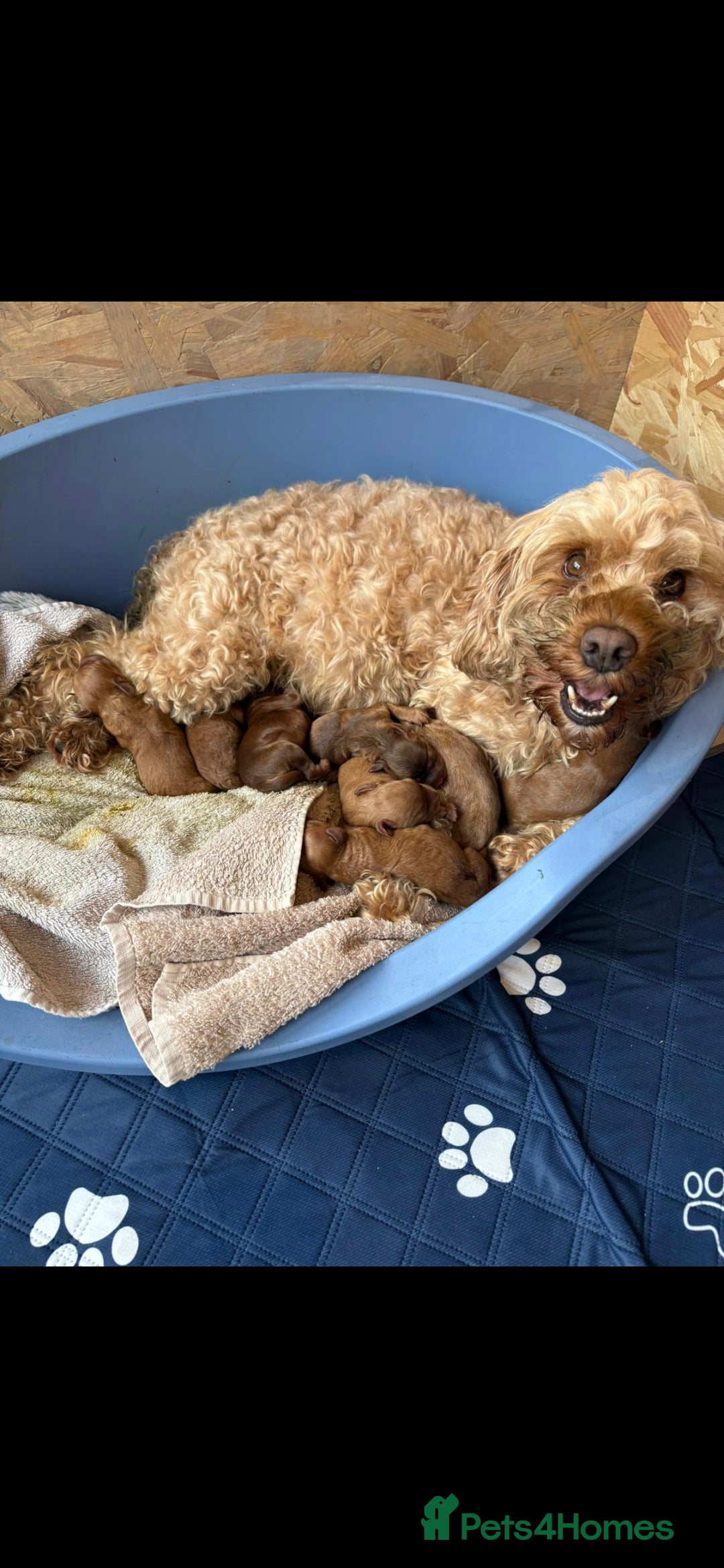 Cockapoo dogs for sale: F2 Cockapoos Puppies Gloucester - Advert 6