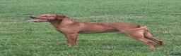 Hungarian Vizsla dogs for sale: 5 Year Old Hungarian Vizsla  - Advert 2