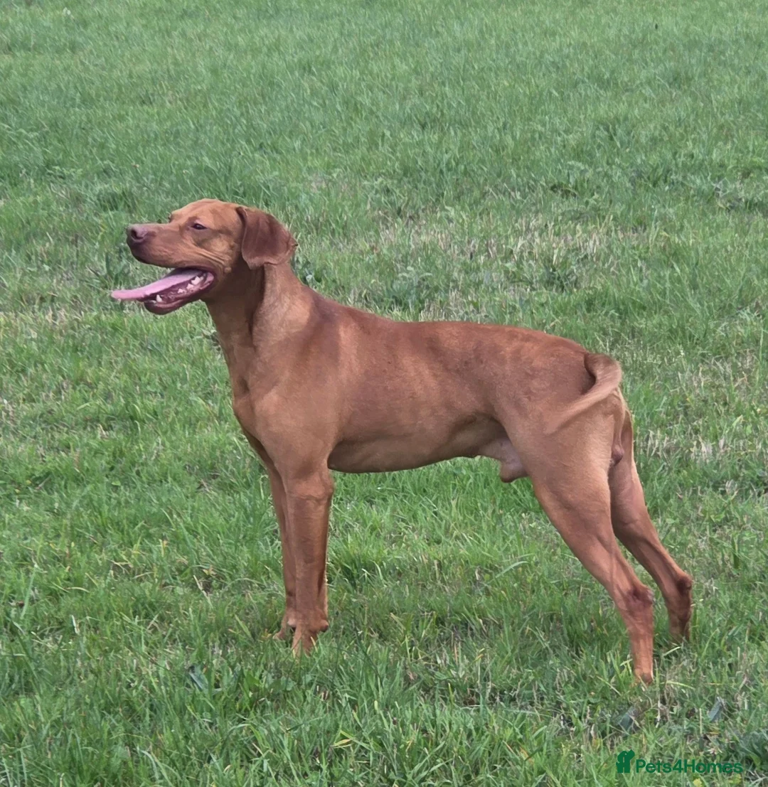 Hungarian Vizsla dogs for sale: 5 Year Old Hungarian Vizsla  - Advert 2