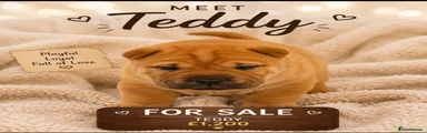 Shar Pei Puppy 4