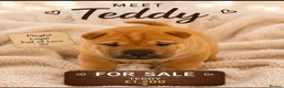 Shar Pei dogs for sale: Shar pei bear coat puppy’s  - Advert 9