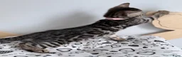 Bengal cats for sale: Exceptional Silver, Blue & Brown Bengal Kittens  in Basingstoke - Advert 18