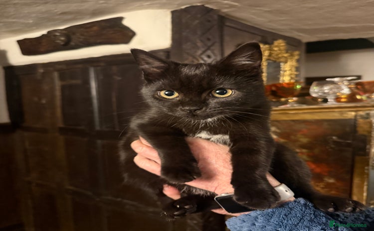 British Shorthair cats Beautiful black kitten looking for a loving home - Advert 3