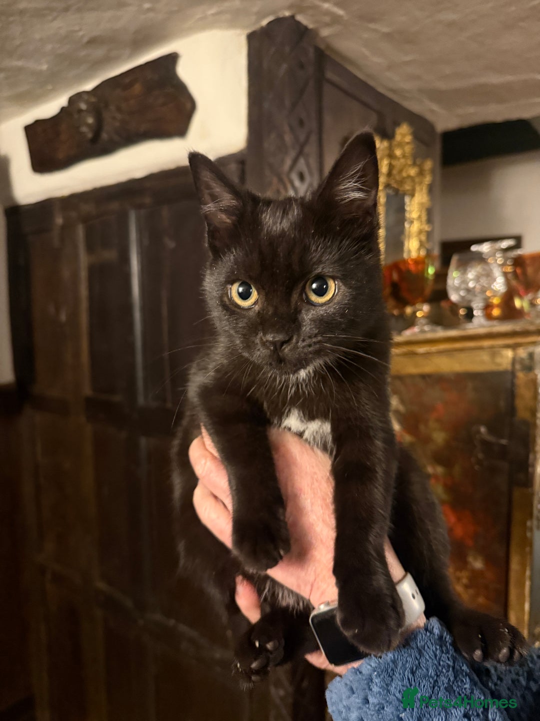 British Shorthair cats for sale: Beautiful black kitten looking for a loving home - Advert 1