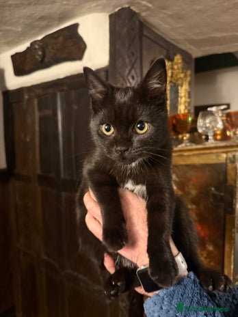 British Shorthair cats Beautiful black kitten looking for a loving home - Advert 3