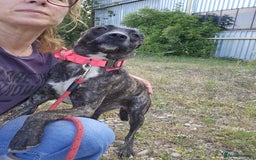 Mixed Breed dogs for adoption: A Beautiful and Gentle Girl - for a Loving Home - Image 39