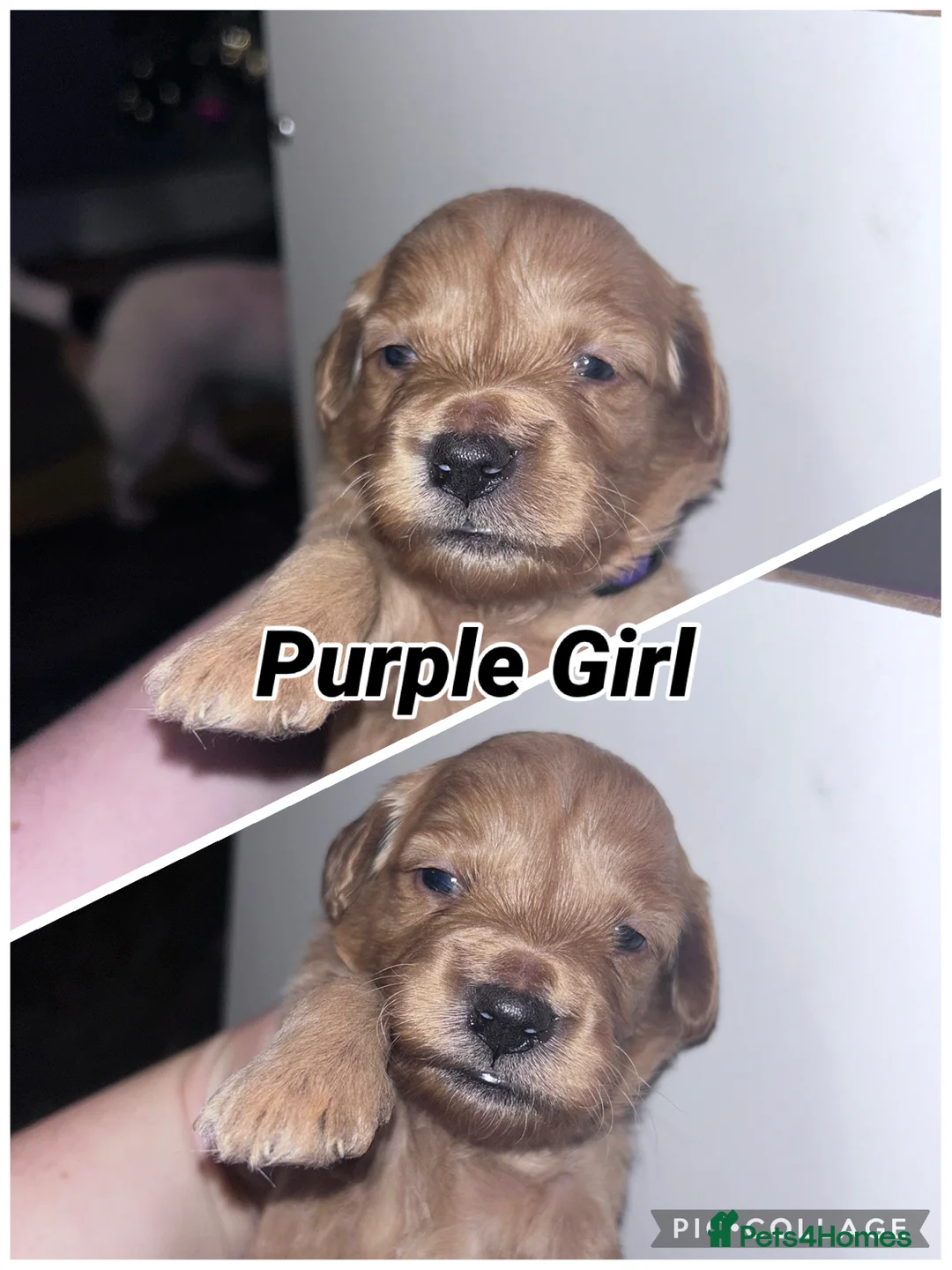 Goldendoodle dogs for sale: 2 girls left. F1 mini Goldendoodles - Advert 23