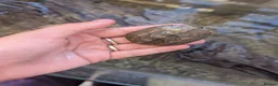 Turtle reptiles for sale: Russian tortoise and 2 razor back turtles  in Maldon - Advert 4