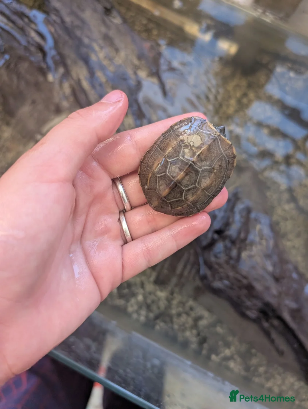 Turtle reptiles for sale: Russian tortoise and 2 razor back turtles  in Maldon - Advert 4