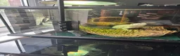 Bearded Dragon reptiles for sale: Zero Morph (RARE) Bearded Dragon in Ossett - Advert 8
