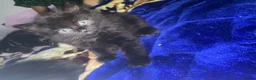 Domestic Shorthair cats for sale: Beautiful Kittens  - Advert 5