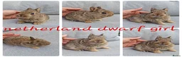 Mini Lop rabbits for sale: Mini lops , lionheads , netherland dwarf  - Advert 4