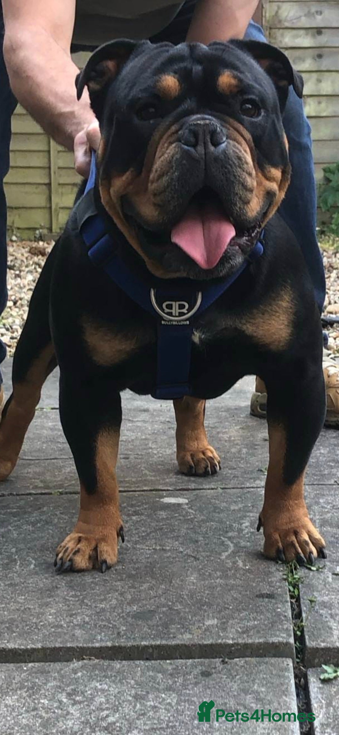 Mixed Breed dogs for sale: New england bulldogs  - Advert 21