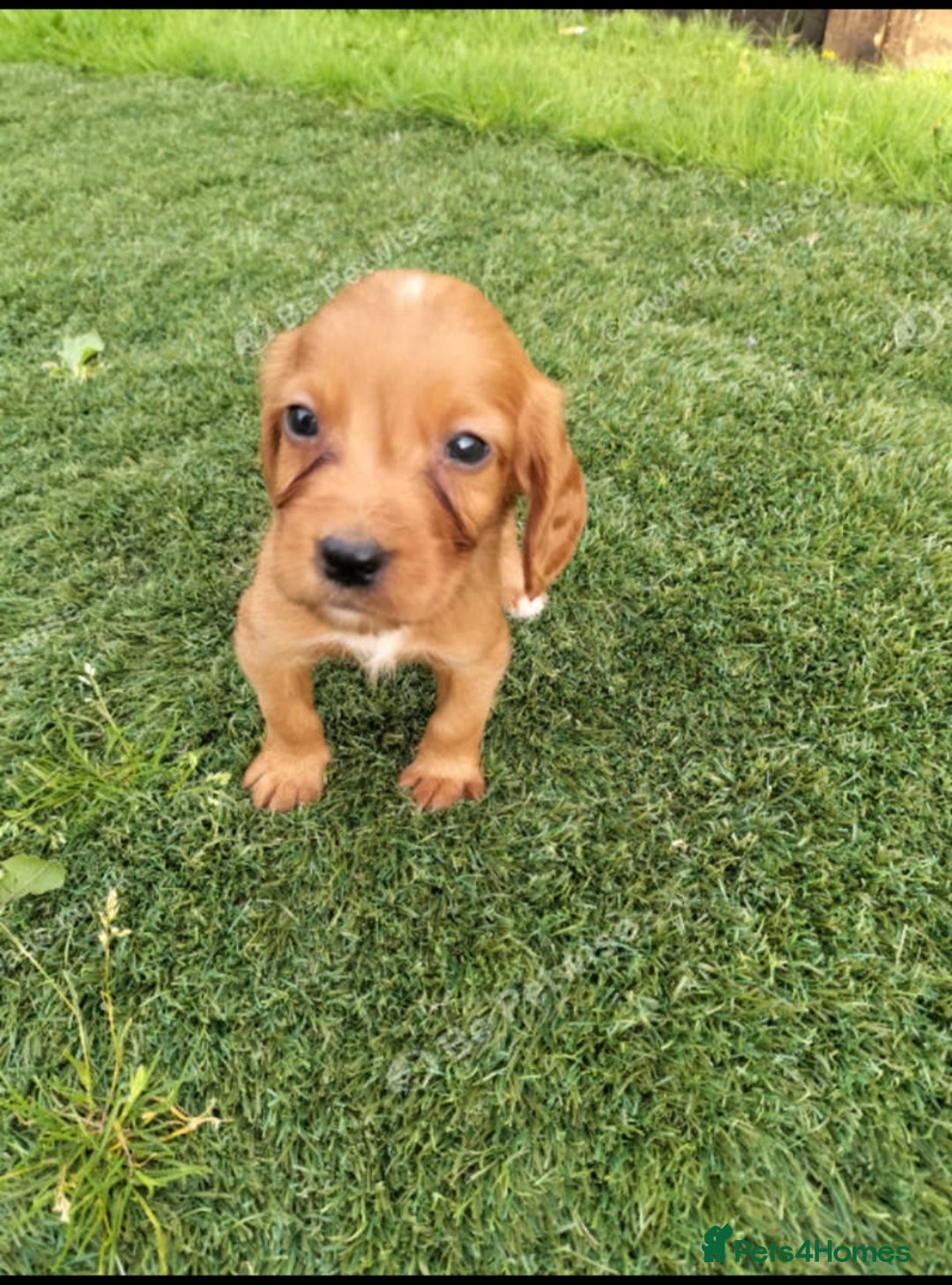 Cocker Spaniel dogs for sale: Cocker puppies for sale - Image 6