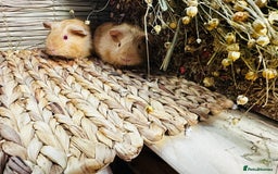 Guinea Pig rodents for sale: Friendly well handled baby guinea pigs  - Image 5