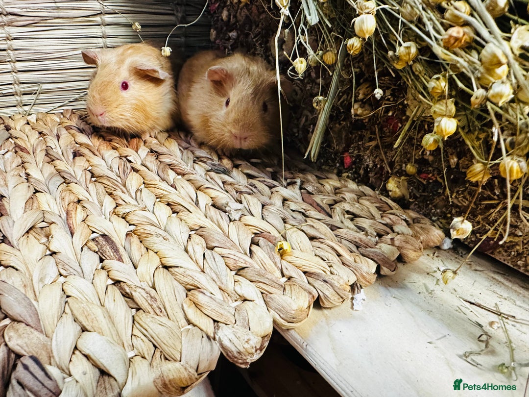 Guinea Pig rodents for sale: Friendly well handled baby guinea pigs  - Image 5
