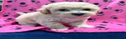 Poochon dogs for sale: Cute litter of puppies  - Advert 9