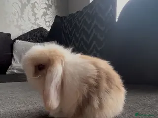 Mini Lop rabbits PEDIGREE MINI LOP BABIES READY TO RESERVE - Advert 18