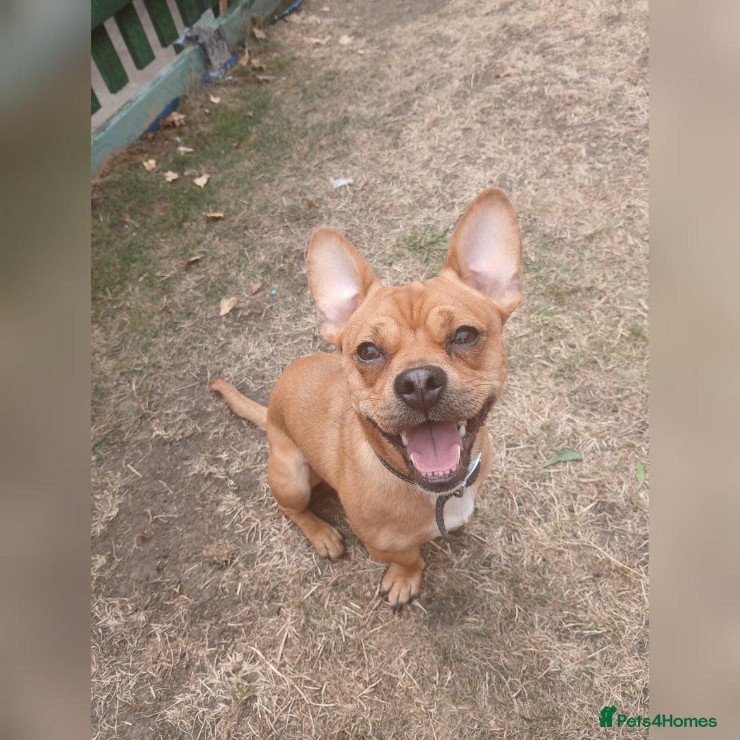 Mixed Breed dogs for sale: 1 year old French bull dog / dachshund cross  - Image 2