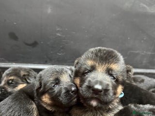 German Shepherd dogs ****OUTSTANDING LITTER*** - Advert 1