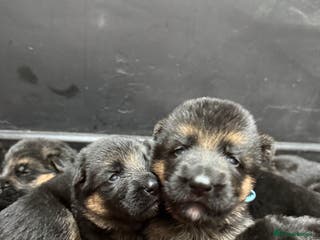 German Shepherd dogs ****OUTSTANDING LITTER*** - Advert 9