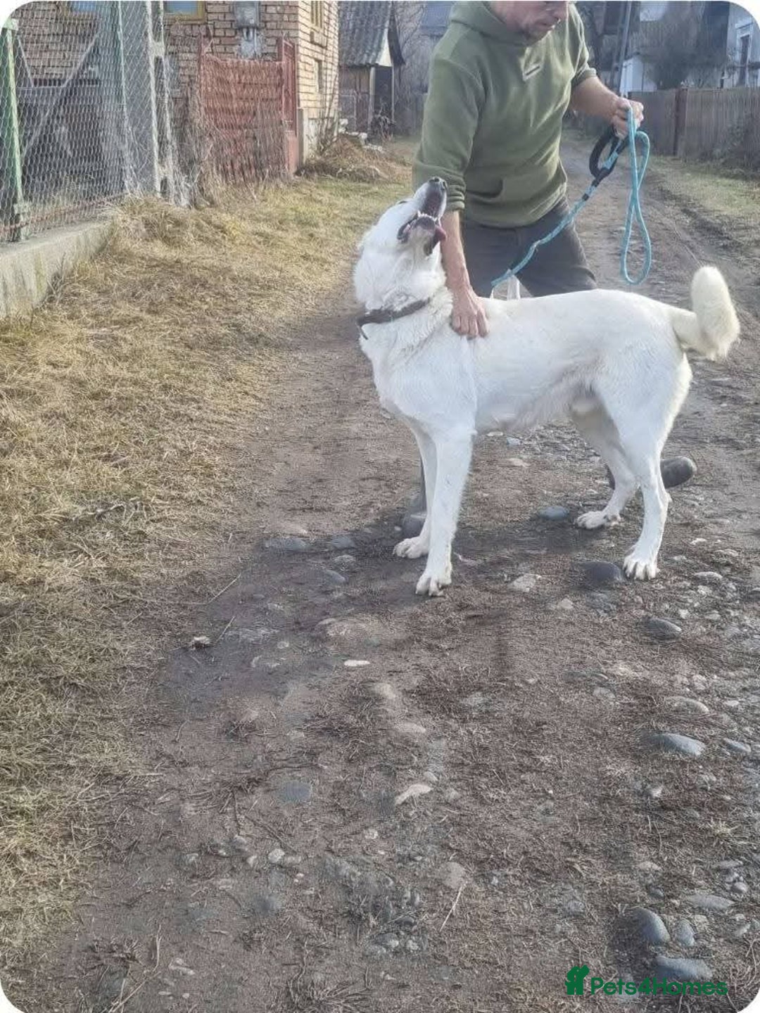 Mixed Breed dogs for adoption: Meet Lucky, currently residing in Aberdeen - Advert 12