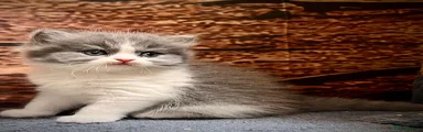 Selkirk Rex 2