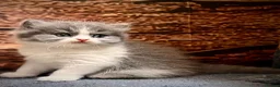 Selkirk Rex cats for sale: Gorgeous Selkirk rex kittens 😻 - Advert 32