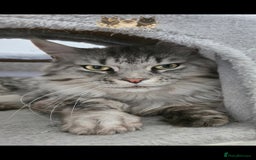 Maine Coon cats for stud: Championship line Carries Shaded GCCF & TICA Stud - Image 5