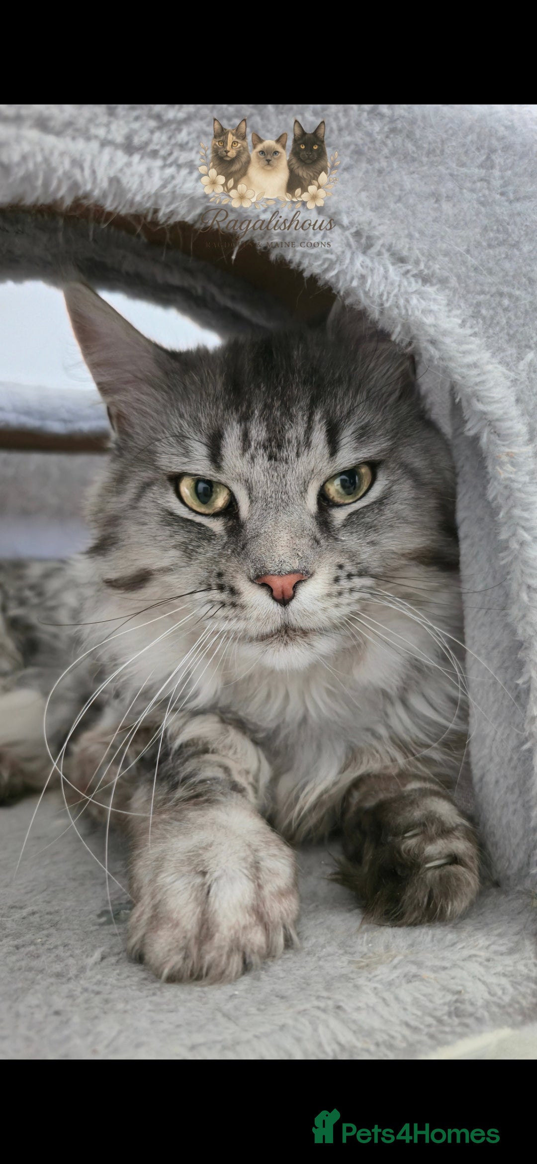 Maine Coon cats for stud: Championship line Carries Shaded GCCF & TICA Stud - Image 5