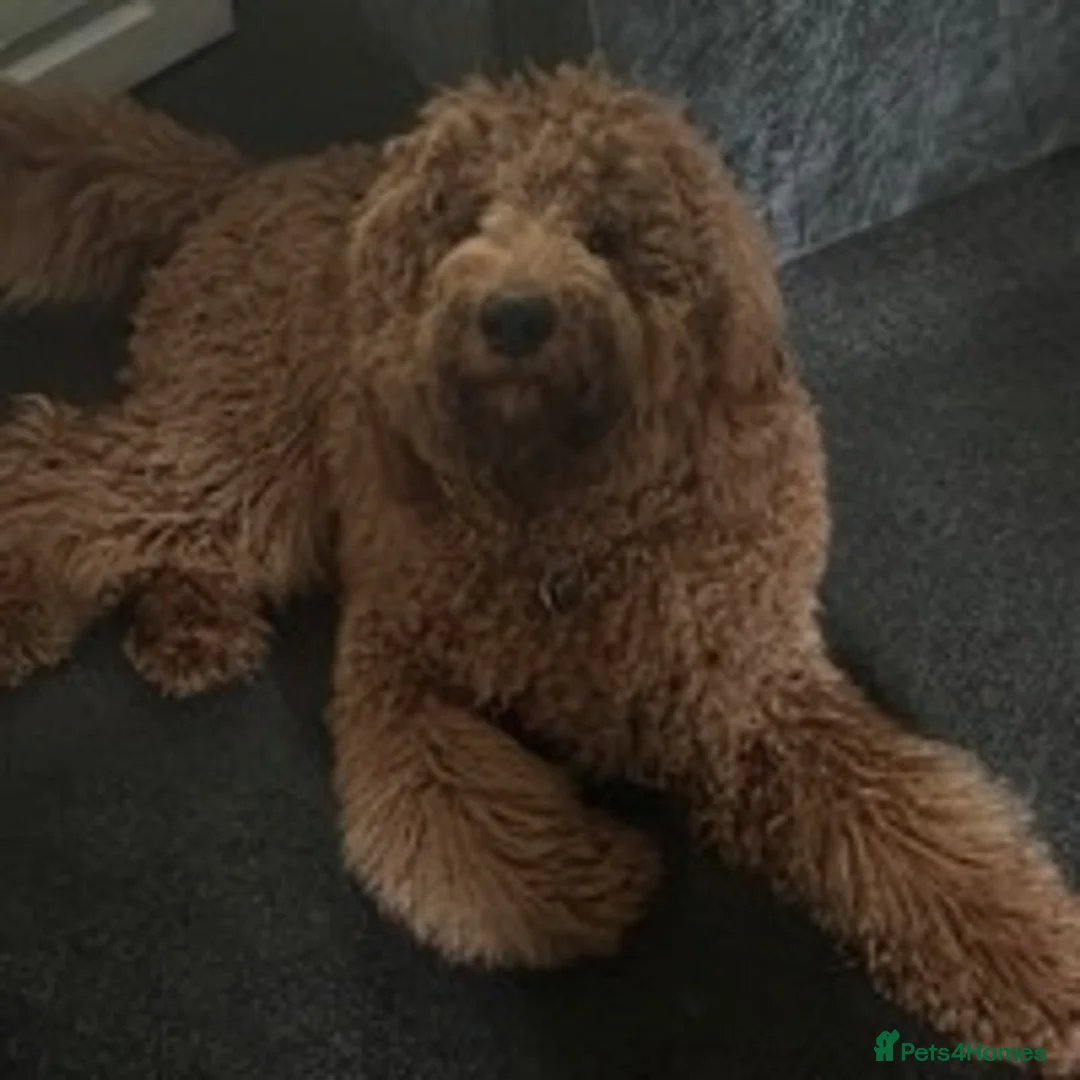Goldendoodle dogs for stud: Goldendoodle Standard size (proven)  in Manchester - Advert 6