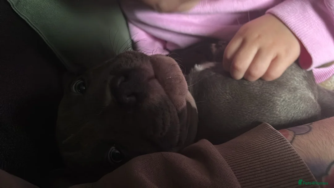 American Bully dogs for sale: American pocket bulldogs 1 ready TO LEAVE  - Advert 2