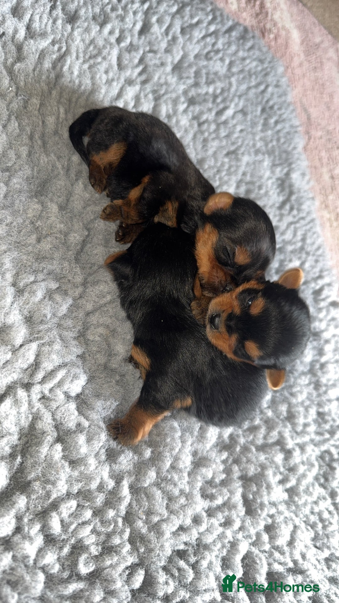 Yorkshire Terrier dogs for sale: Yorkshire terrier puppies - Advert 5
