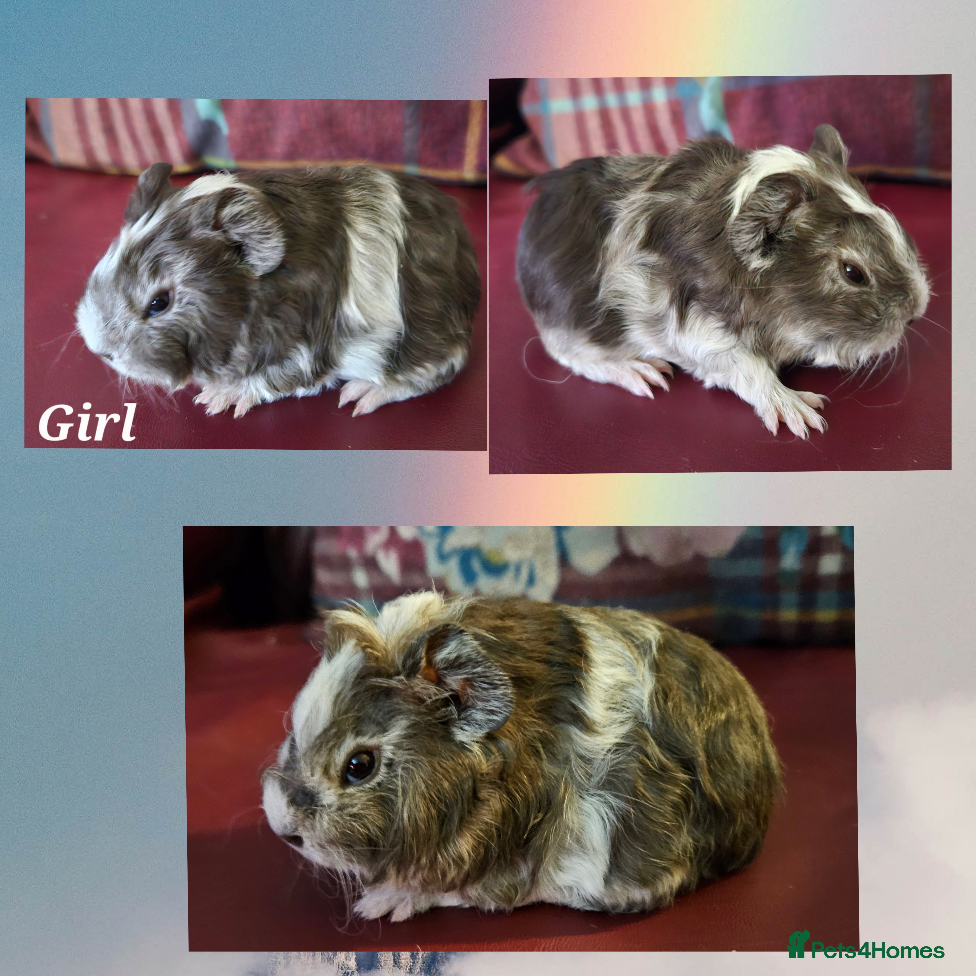 Guinea Pig rodents Beautiful funky babies - Advert 14