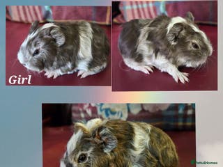 Guinea Pig rodents Beautiful funky babies - Advert 5