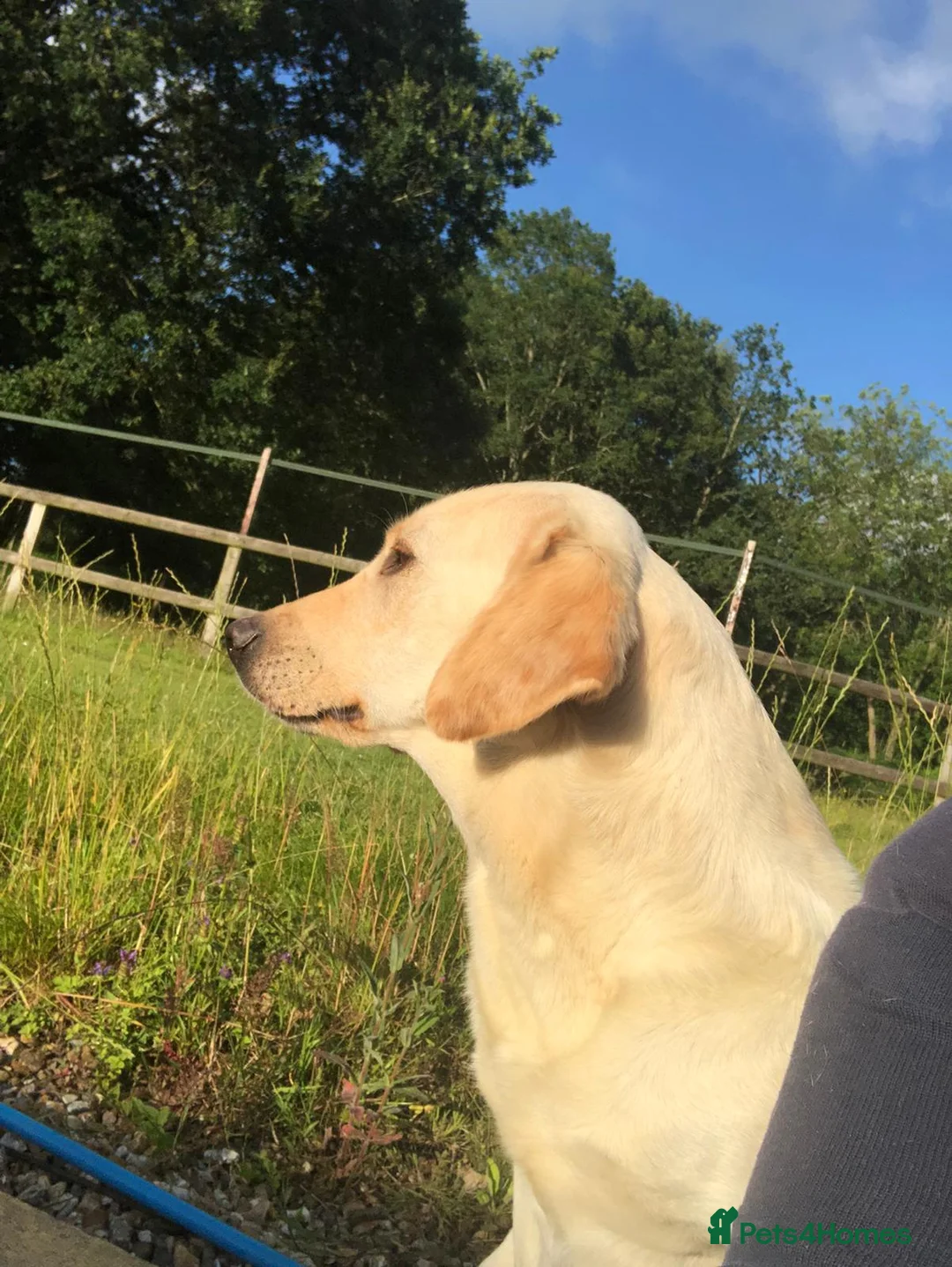 Labrador Retriever dogs for sale: Yellow Labrador puppies - Advert 3