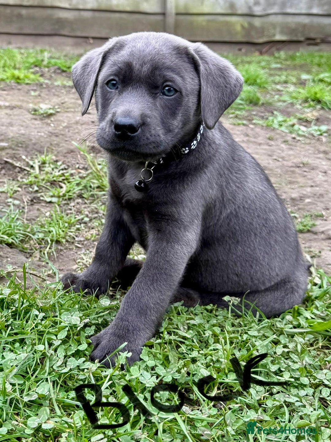 Labrador Retriever dogs for sale: Beautiful Silver Labrador pups  - Image 12