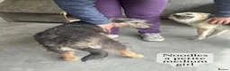Mixed Breed dogs for adoption: Noodle, 11 months approx. Available for adoption. - Advert 14