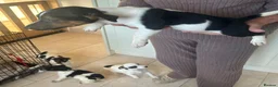 Jack Russell dogs for sale: Stunning litter of jackrussels  - Advert 9