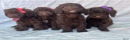 Cockapoo dogs for sale: CHOCOLATE COCKAPOOS GIRLS/BOYS PUPPYS PRA CLEAR - Advert 13